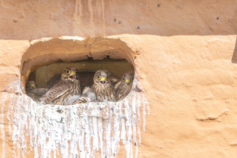 Four young birds are perched inside a hole in a tan, textured wall, with streaks of white bird droppings below the opening.