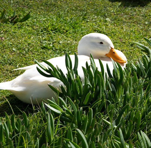 A white duck is sitting on green grass beside some leafy plants in bright sunlight.
