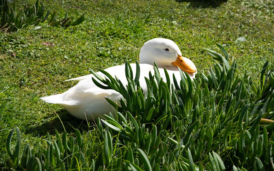A white duck is sitting on green grass beside some leafy plants in bright sunlight.