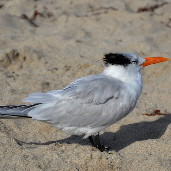 A royal tern with a black cap and orange beak stands on sandy ground.