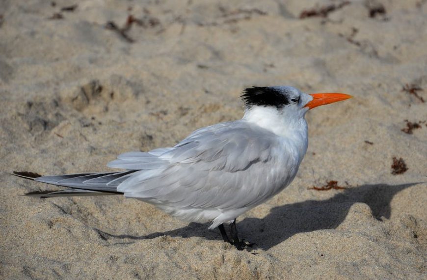 A royal tern with a black cap and orange beak stands on sandy ground.