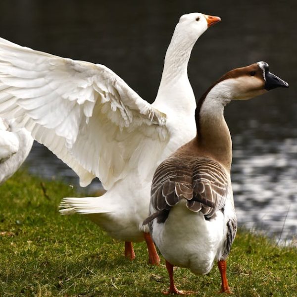 A white goose spreads its wings beside a brown and white goose, both standing on grass near a body of water.