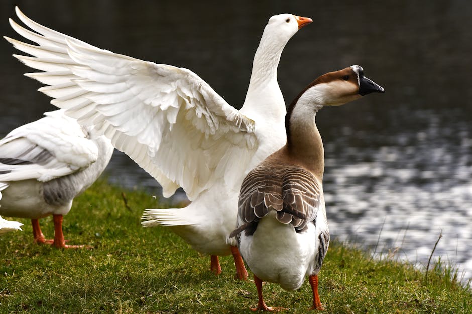 A white goose spreads its wings beside a brown and white goose, both standing on grass near a body of water.
