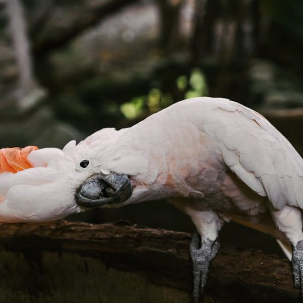 A white cockatoo with an orange crest bends its head sideways while perched on a wooden branch.