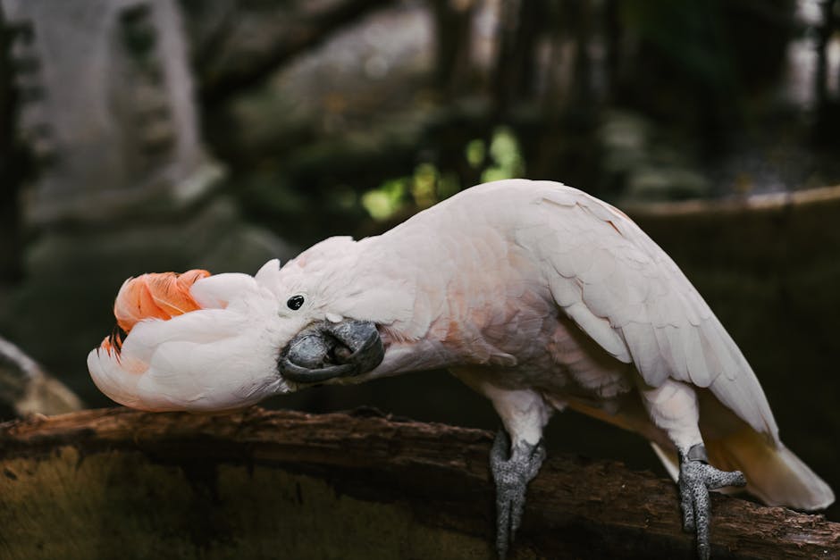 A white cockatoo with an orange crest bends its head sideways while perched on a wooden branch.