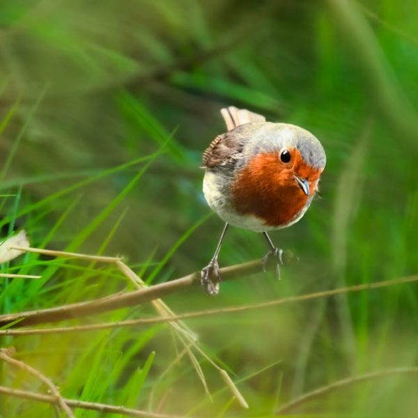 A small bird with a red breast and brown wings is perched on a branch amidst green grass and foliage.