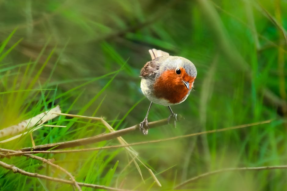 A small bird with a red breast and brown wings is perched on a branch amidst green grass and foliage.