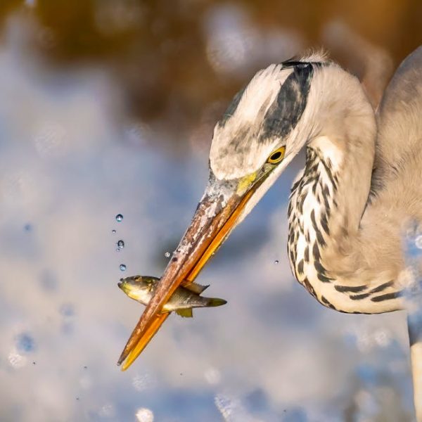A heron holds a small fish in its beak, surrounded by splashing water droplets.