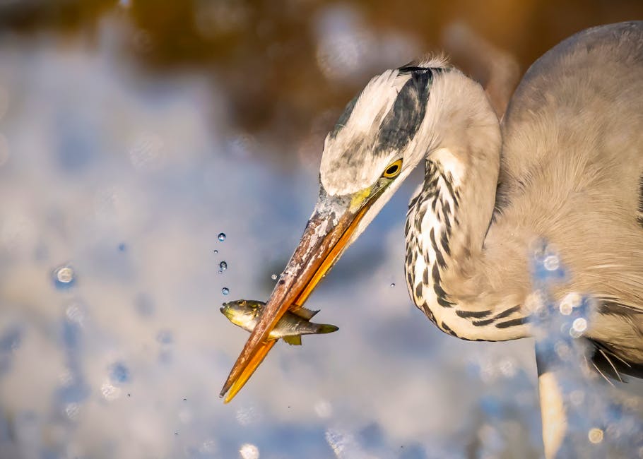 A heron holds a small fish in its beak, surrounded by splashing water droplets.