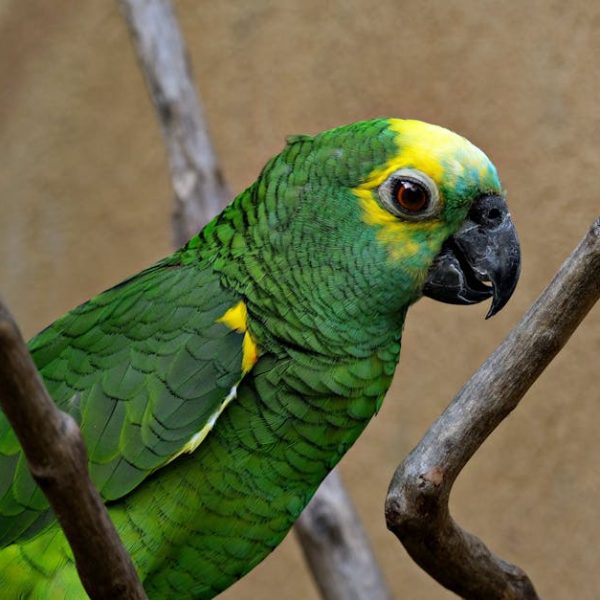 A green parrot with yellow markings on its head and neck perches on a branch against a neutral background.
