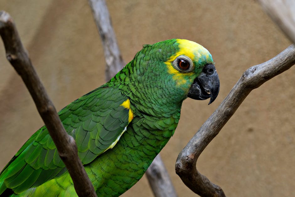 A green parrot with yellow markings on its head and neck perches on a branch against a neutral background.