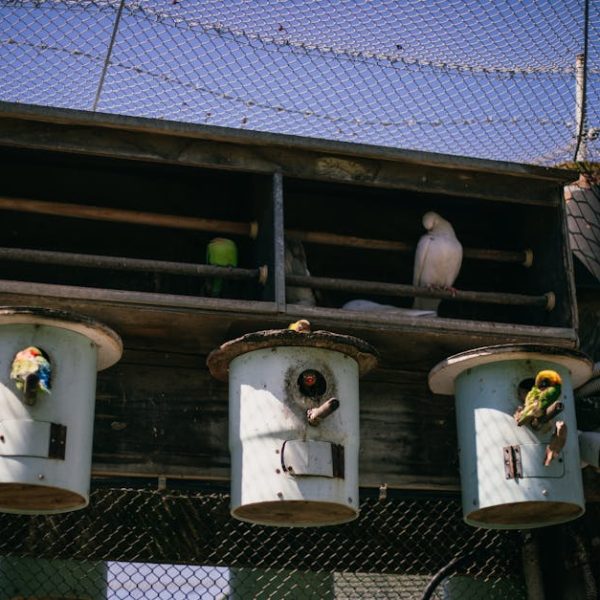 Several birds perch inside and outside cylindrical birdhouses attached to a wooden structure, enclosed by netting.