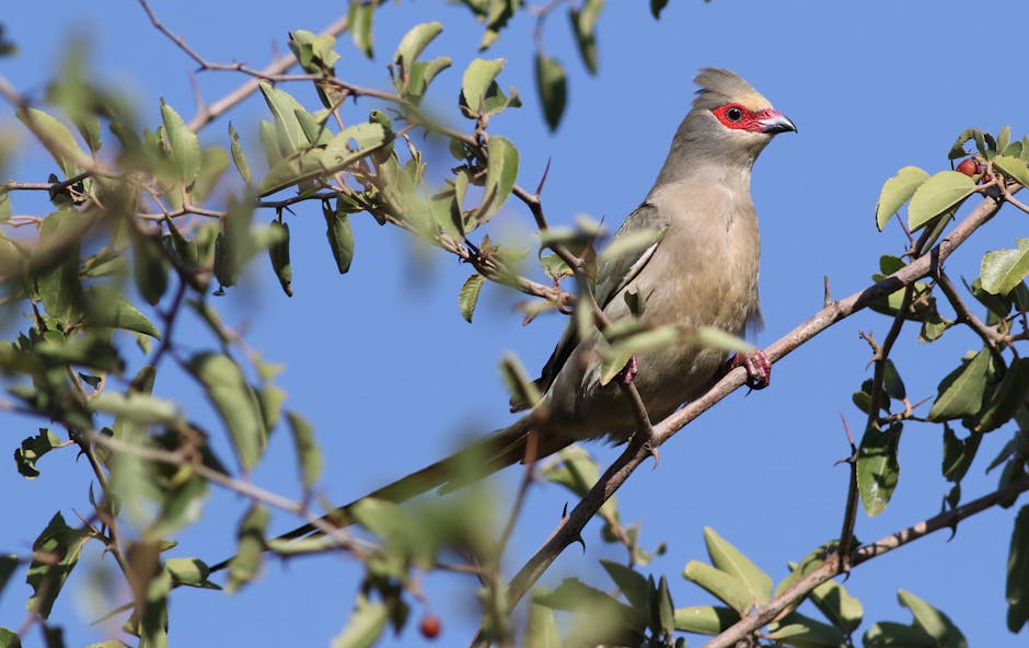 A grey bird with a crest, red eye patch, and long tail is perched on a tree branch with green leaves against a clear blue sky.