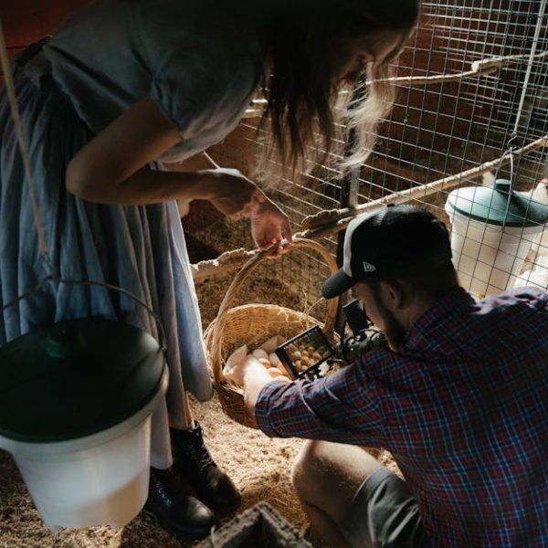 Two people collect eggs from a basket inside a chicken coop, surrounded by chickens and wire enclosures.