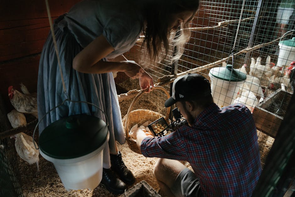 Two people collect eggs from a basket inside a chicken coop, surrounded by chickens and wire enclosures.