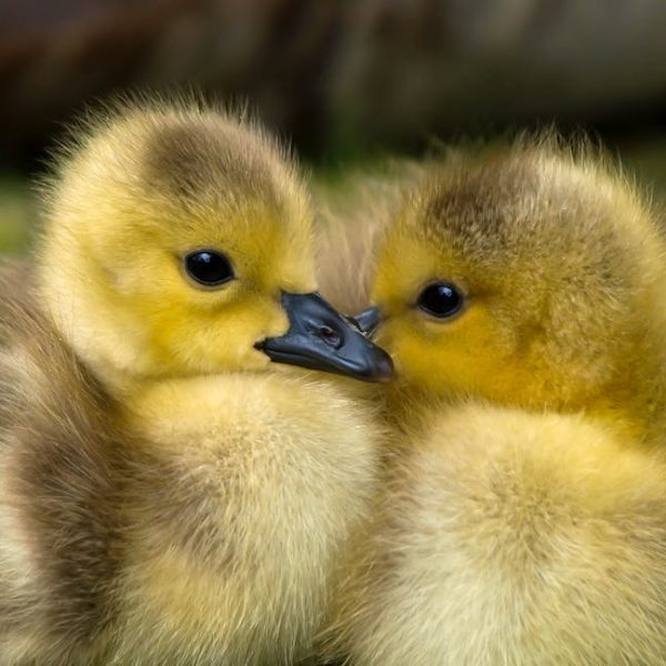 Two yellow and brown goslings are closely nestled together, facing each other, with soft, fluffy feathers visible in detail.