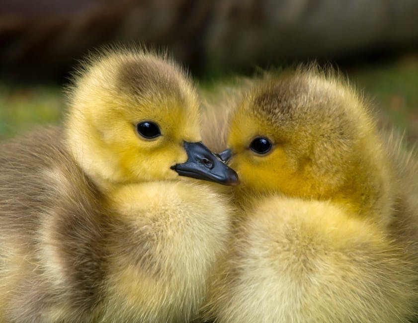 Two yellow and brown goslings are closely nestled together, facing each other, with soft, fluffy feathers visible in detail.
