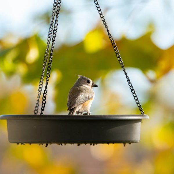 A small bird perched on a hanging bird feeder with green and yellow leaves blurred in the background.