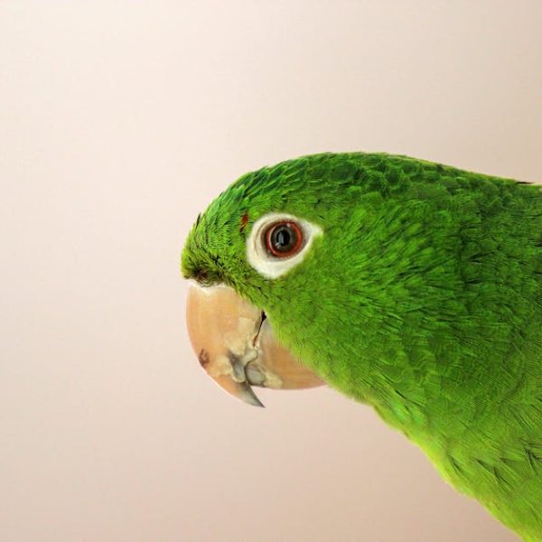 Close-up of a green parrot with a beige beak, facing left, against a plain light background.