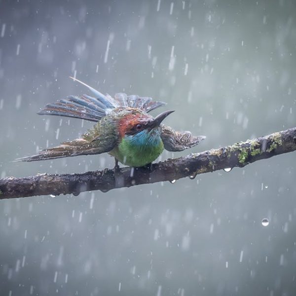 A colorful bird with iridescent feathers perches on a branch during rainfall, its wings slightly open and raindrops visible in the air.