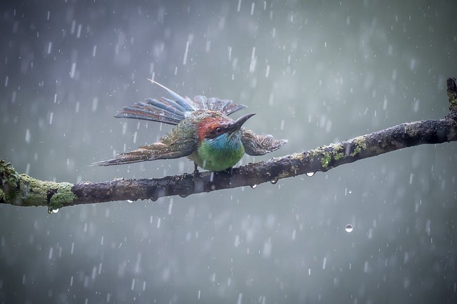 A colorful bird with iridescent feathers perches on a branch during rainfall, its wings slightly open and raindrops visible in the air.