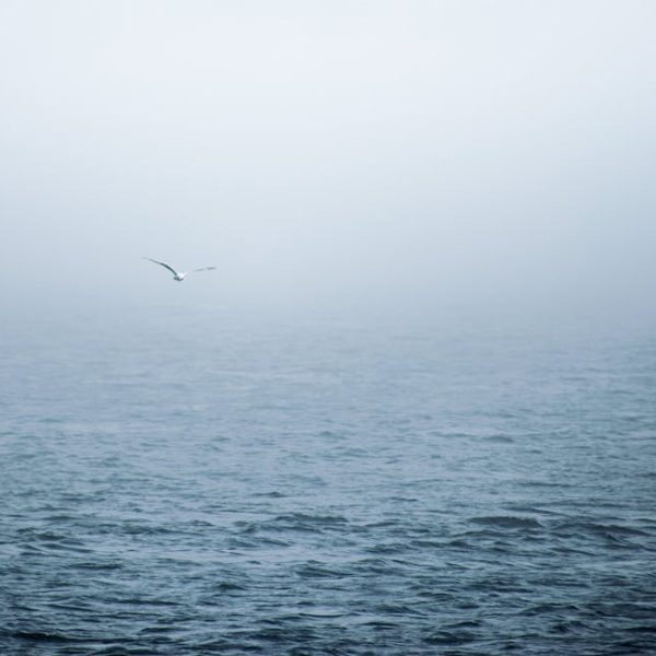 A single bird flies over a calm, foggy sea with low visibility and gentle waves.