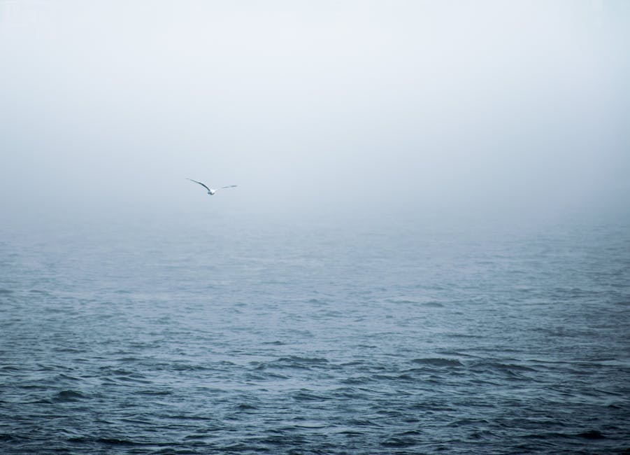 A single bird flies over a calm, foggy sea with low visibility and gentle waves.