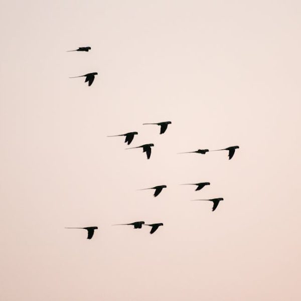 A group of birds flies in formation against a clear, pale sky.