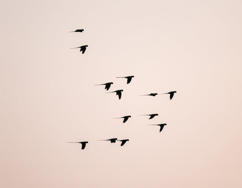 A group of birds flies in formation against a clear, pale sky.