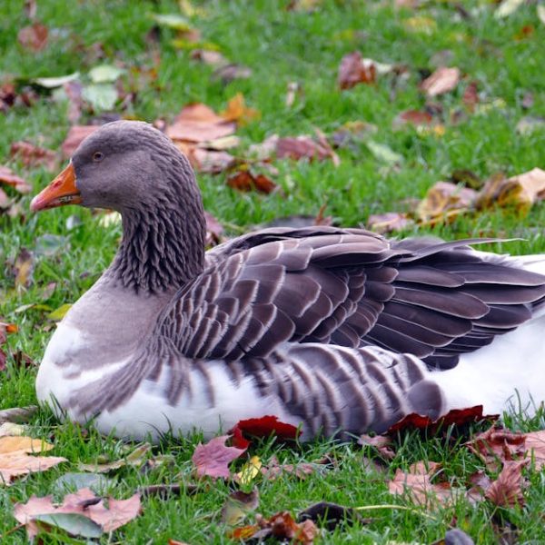 A grey and white goose is sitting on green grass scattered with fallen autumn leaves.