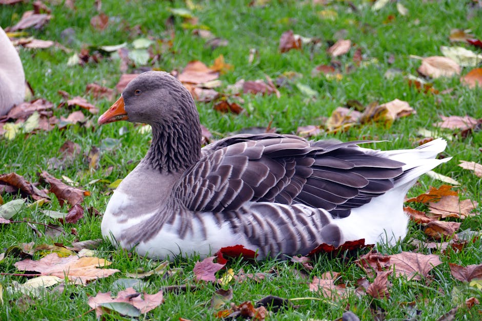 A grey and white goose is sitting on green grass scattered with fallen autumn leaves.