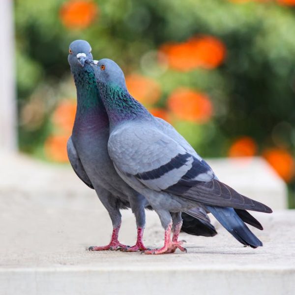 Two grey pigeons stand close together on a concrete surface, with blurred green foliage and orange flowers in the background.