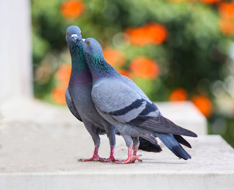 Two grey pigeons stand close together on a concrete surface, with blurred green foliage and orange flowers in the background.