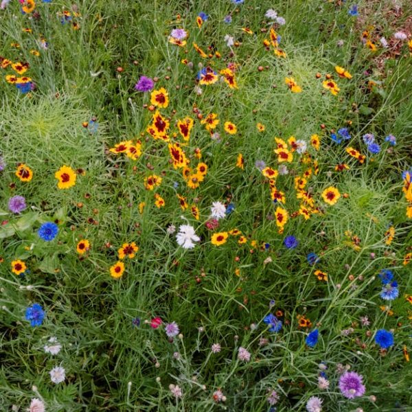 A dense patch of wildflowers with yellow, purple, white, and blue blooms surrounded by green grass and foliage.