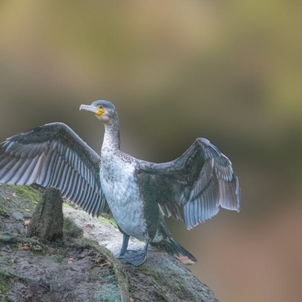 A cormorant stands on a rock with its wings spread open, displaying dark feathers against a blurred, greenish-brown background.