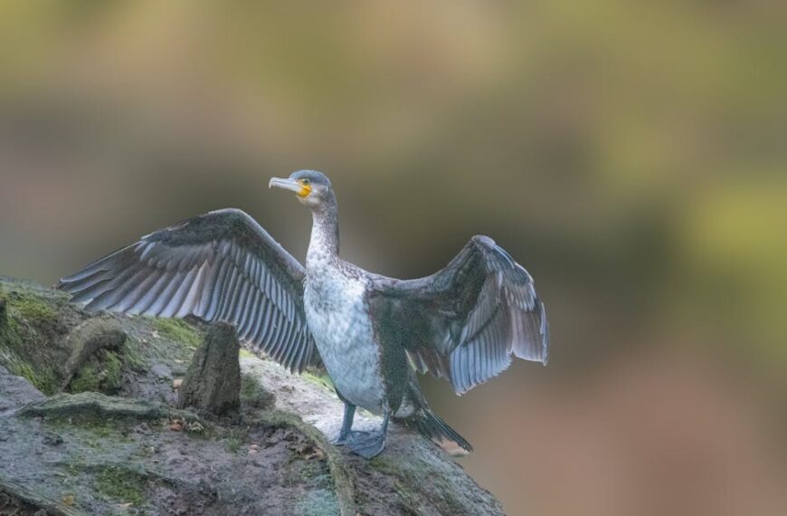 A cormorant stands on a rock with its wings spread open, displaying dark feathers against a blurred, greenish-brown background.