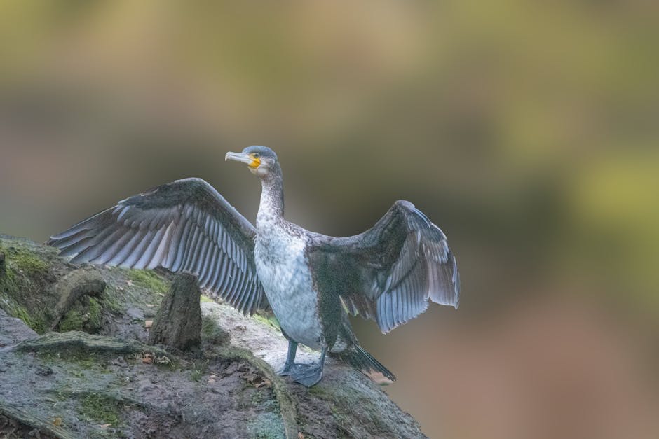 A cormorant stands on a rock with its wings spread open, displaying dark feathers against a blurred, greenish-brown background.