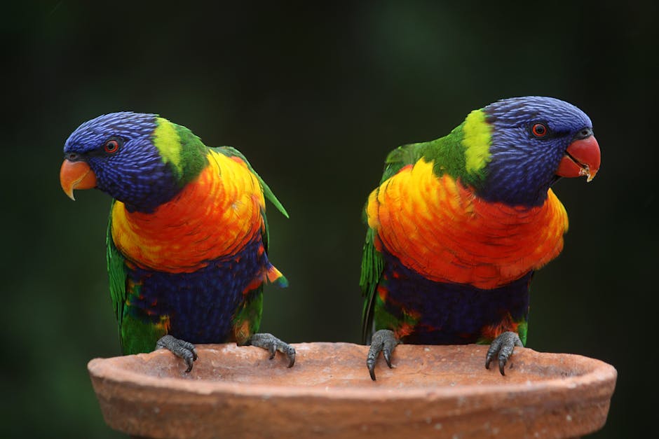Two rainbow lorikeets with vibrant green, blue, orange, and yellow feathers perch on the edge of a clay birdbath against a blurred dark background.
