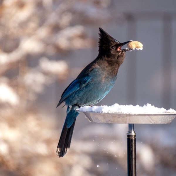 A blue and black bird is perched on a snowy platform feeder, holding a peanut in its beak.