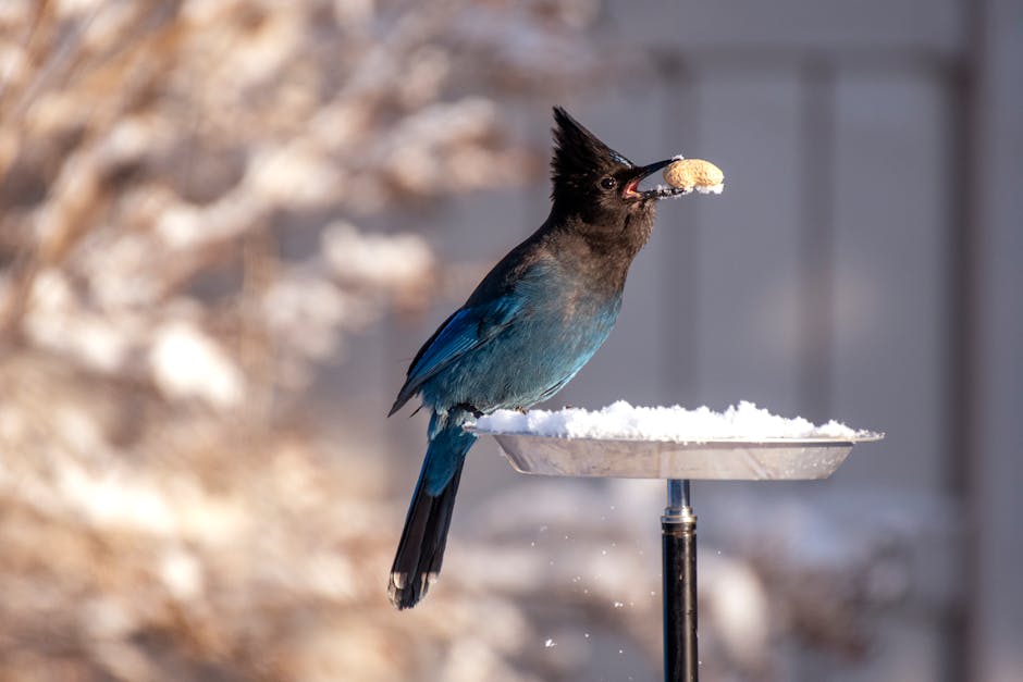 A blue and black bird is perched on a snowy platform feeder, holding a peanut in its beak.