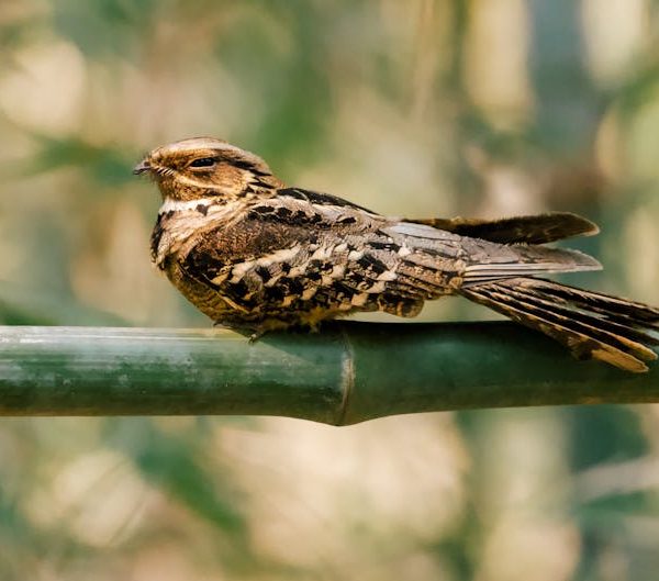 A brown and beige nightjar bird with patterned feathers is perched on a green bamboo stalk in a natural outdoor setting.