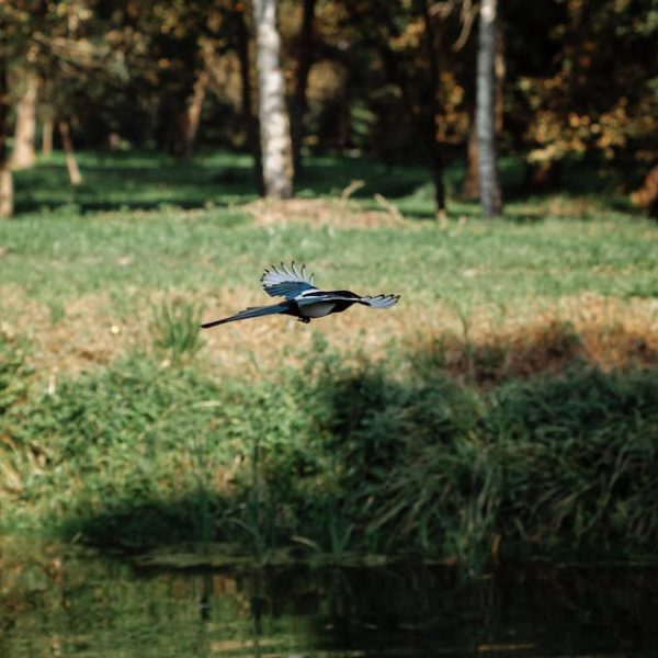 A bird with outstretched wings flies low over a grassy area near a pond, with trees in the background.