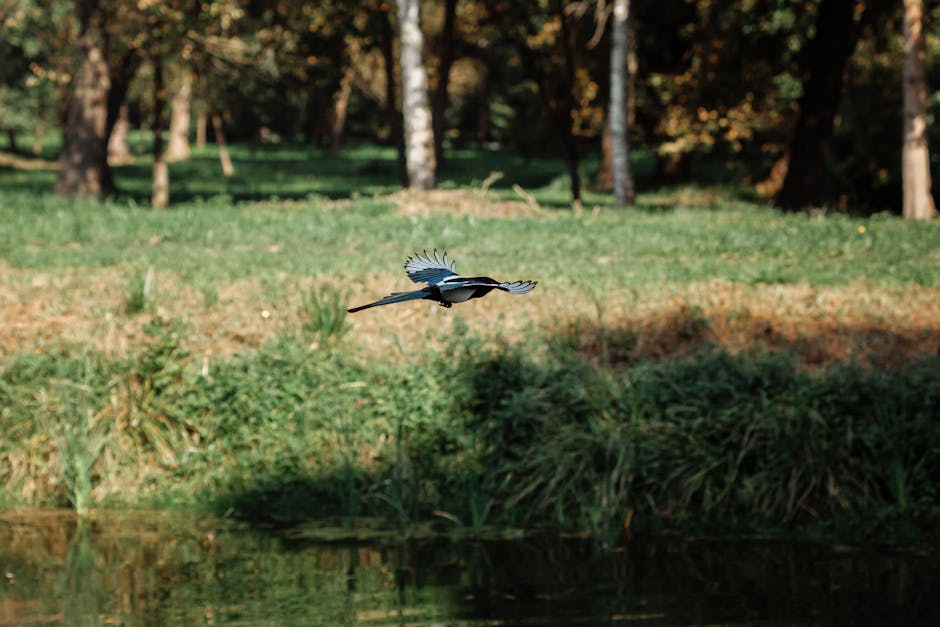 A bird with outstretched wings flies low over a grassy area near a pond, with trees in the background.