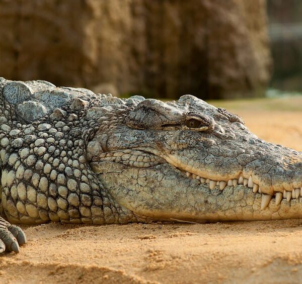 A crocodile is lying on sandy ground with its mouth closed, showing its textured, scaly skin and teeth.