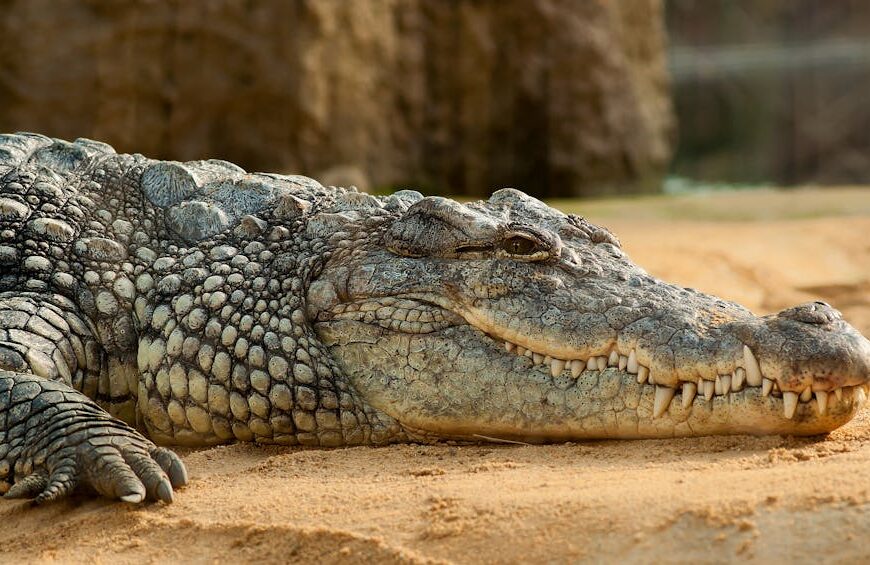 A crocodile is lying on sandy ground with its mouth closed, showing its textured, scaly skin and teeth.