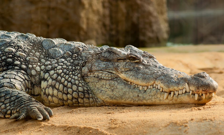 A crocodile is lying on sandy ground with its mouth closed, showing its textured, scaly skin and teeth.