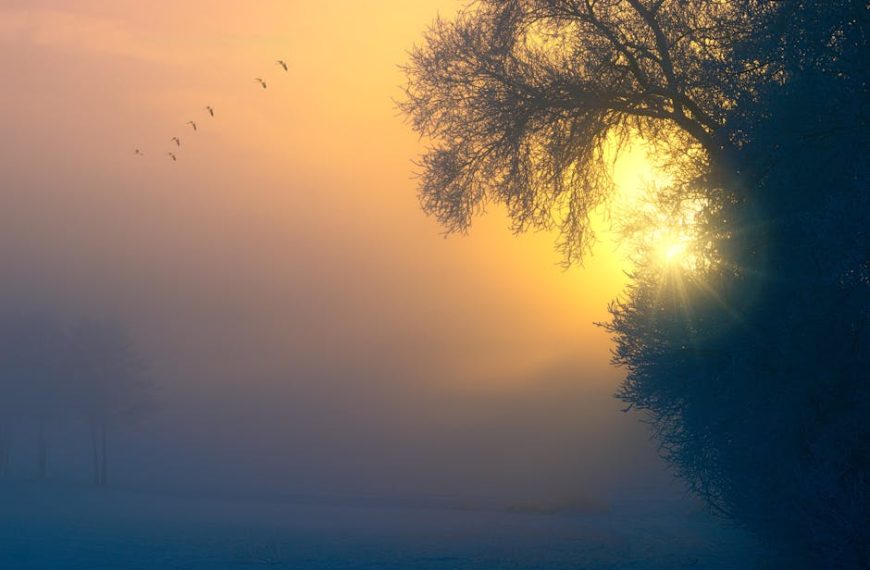 Foggy landscape at sunrise with sun partially visible behind frosty trees, and a flock of birds flying in the sky on the left.