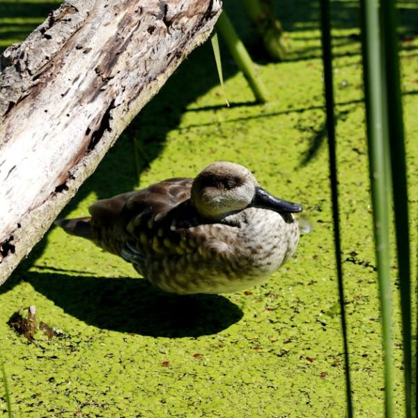 A brown duck stands on green duckweed in a pond, partially shaded by a fallen tree trunk, with tall grass in the foreground.