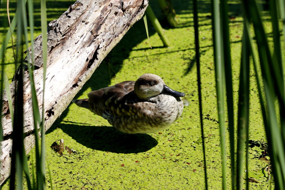 A brown duck stands on green duckweed in a pond, partially shaded by a fallen tree trunk, with tall grass in the foreground.