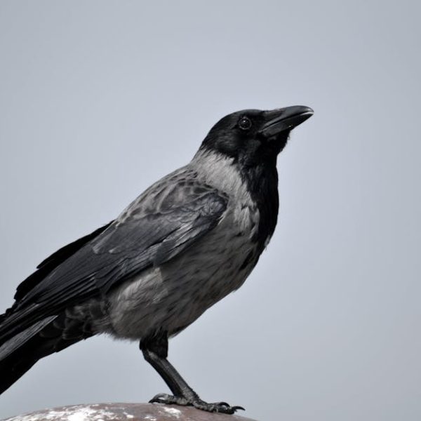A hooded crow with black and grey plumage stands on a rock against a plain grey sky.
